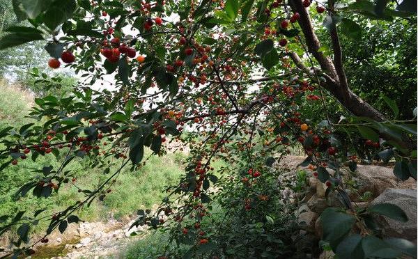 櫻桃樹施什么肥好 櫻桃樹施肥時間表