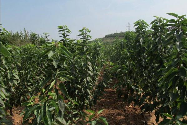 櫻桃樹施什么肥好 櫻桃樹施肥時間表