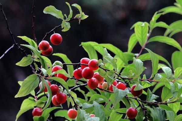 櫻桃樹施什么肥好 櫻桃樹施肥時間表