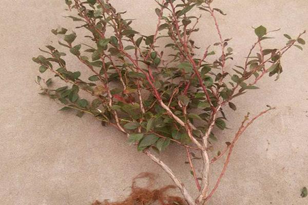 藍莓樹苗市場價格多少錢一棵 藍莓樹苗怎么種植