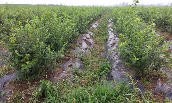 藍莓樹苗市場價格多少錢一棵 藍莓樹苗怎么種植