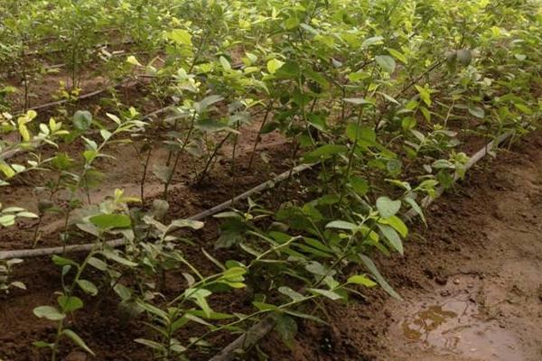 藍莓樹苗市場價格多少錢一棵 藍莓樹苗怎么種植