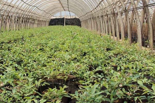 藍莓樹苗市場價格多少錢一棵 藍莓樹苗怎么種植