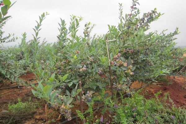 藍莓樹苗市場價格多少錢一棵 藍莓樹苗怎么種植