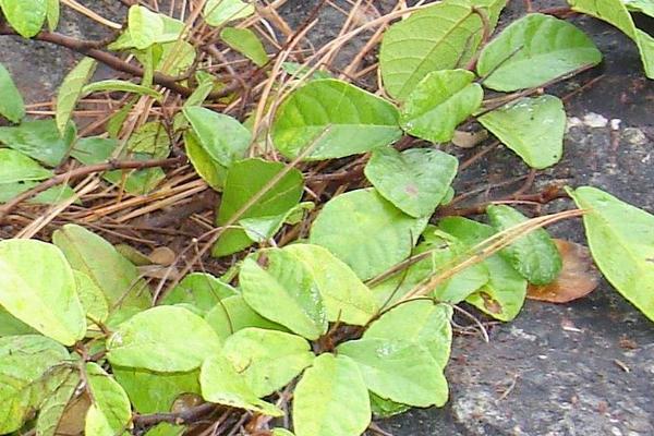 地石榴功效與作用及禁忌 地石榴地石榴藥用價(jià)值