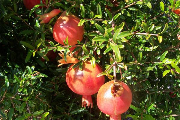 石榴爛果怎么辦 石榴樹的繁殖方法