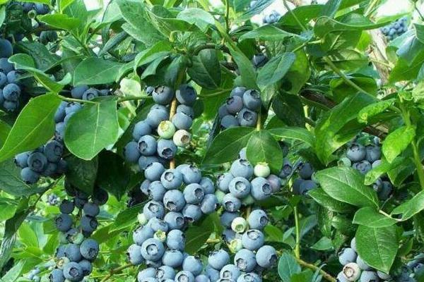 藍莓葉子干枯怎么辦 藍莓什么季節種植
