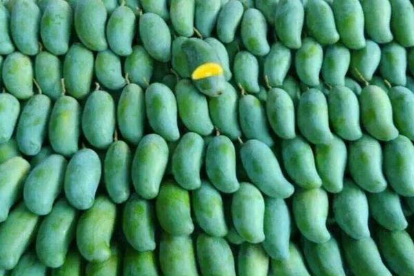 夢見吃芒果是什么意思 女人夢到芒果樹上結了好多芒果有什么預兆