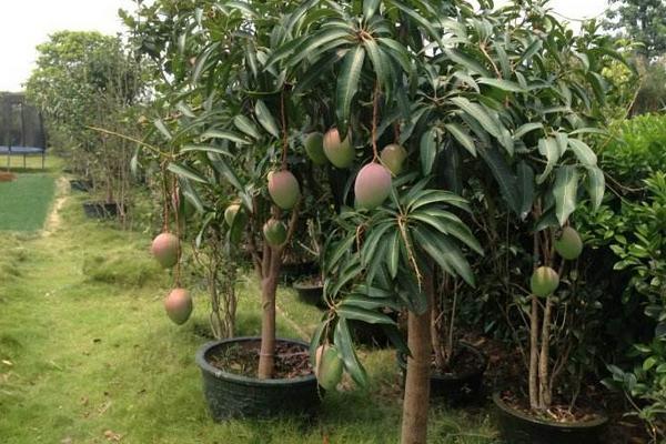 盆栽芒果樹如何種植 芒果樹盆栽葉子干枯怎么辦