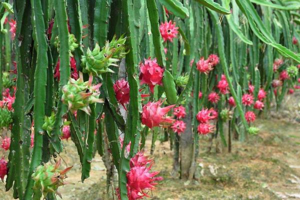 北方能種火龍果嗎 火龍果種植條件