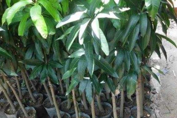 盆栽芒果樹如何種植 芒果樹盆栽葉子干枯怎么辦