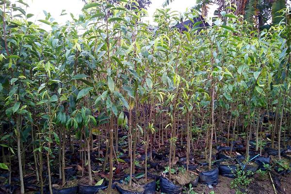 芒果樹苗市場價格多少錢一棵 芒果樹苗幾年可以結果