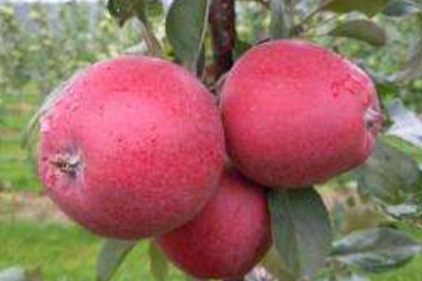 紅肉蘋果市場價格多少錢一斤 紅肉蘋果好吃嗎