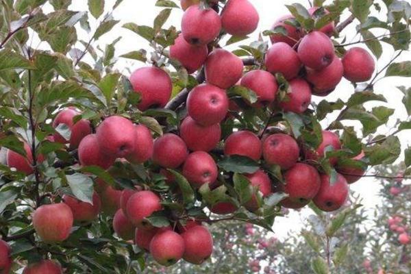 紅肉蘋果市場價格多少錢一斤 紅肉蘋果好吃嗎