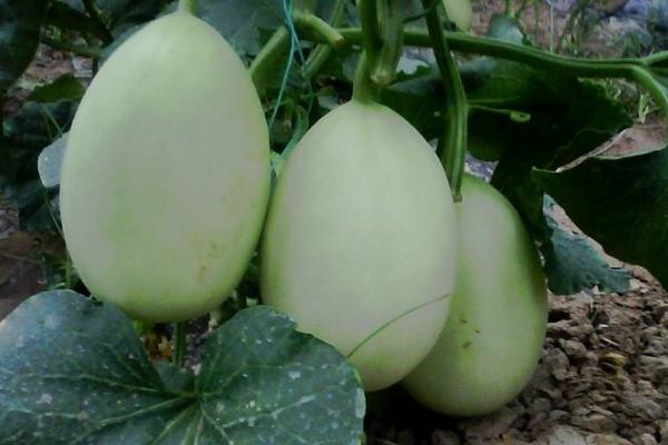 脆梨甜瓜的功效與作用 脆梨甜瓜上市時間