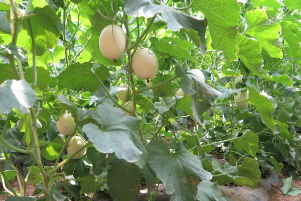 梨瓜的功效與作用及禁忌 梨瓜怎么吃