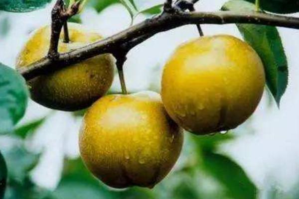 莊行蜜梨市場價(jià)格多少錢一斤 莊行蜜梨上市時(shí)間