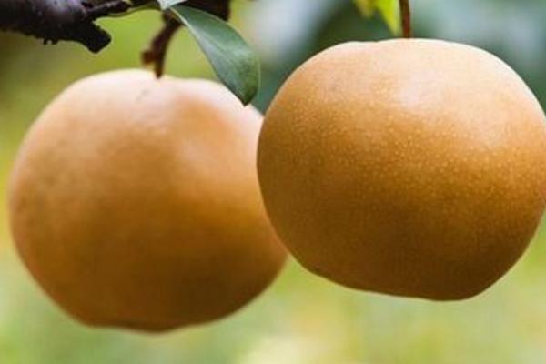 莊行蜜梨市場價(jià)格多少錢一斤 莊行蜜梨上市時(shí)間