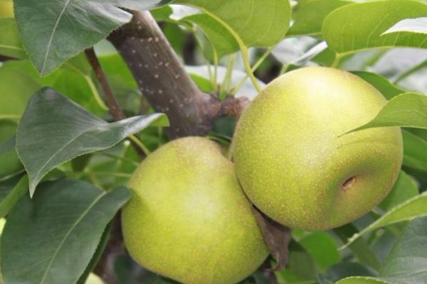 焦溪蜜梨市場價格多少錢一斤 焦溪蜜梨的由來