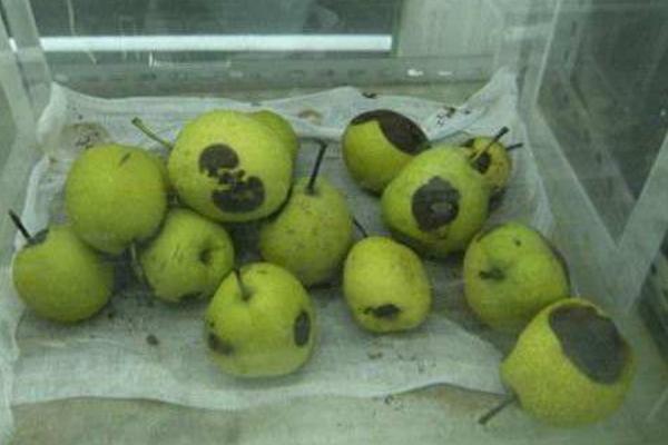 梨小食心蟲防治方法 梨食心蟲防治最佳時(shí)間