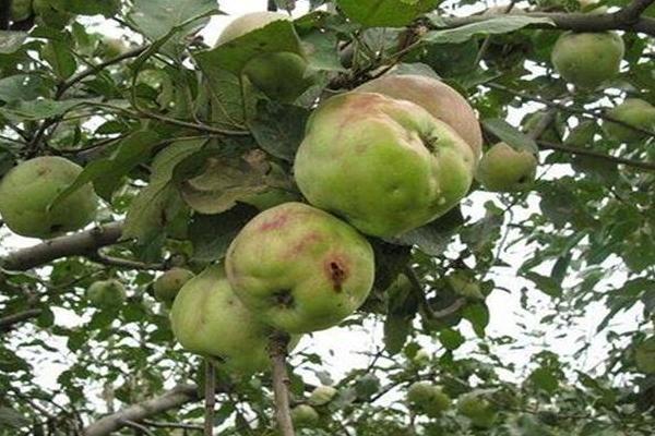 梨小食心蟲防治方法 梨食心蟲防治最佳時間