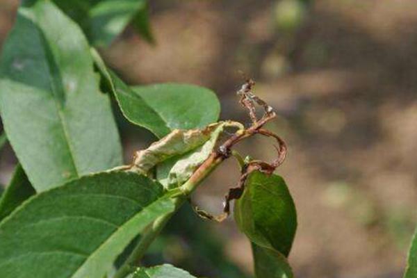 梨小食心蟲防治方法 梨食心蟲防治最佳時間
