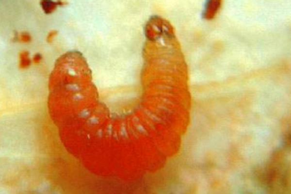 梨小食心蟲防治方法 梨食心蟲防治最佳時間