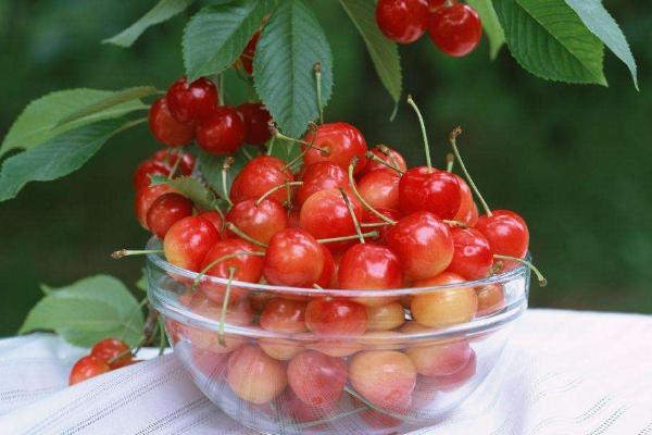 櫻桃怎么種 櫻桃樹什么時候剪枝好