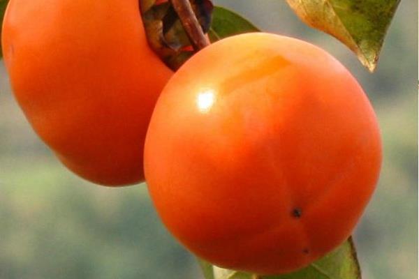 磨盤柿子怎么吃 怎么把柿子脫澀