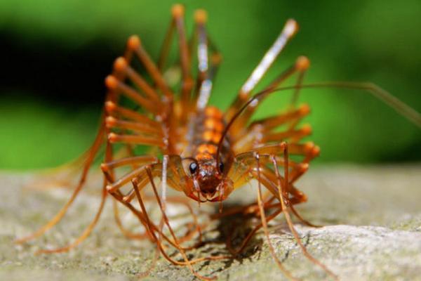 夢見蚰蜒是什么意思 女人夢到打死蚰蜒有什么預兆