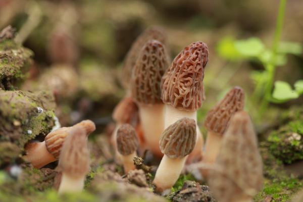 羊肚菌的功效與作用及禁忌 羊肚菌的營養(yǎng)價值