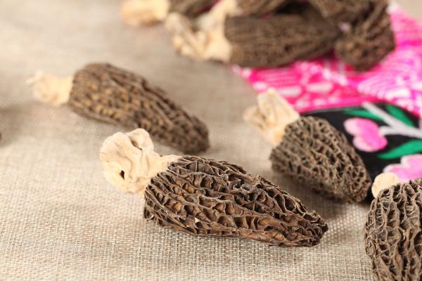 羊肚菌的功效與作用及禁忌 羊肚菌的營養(yǎng)價值