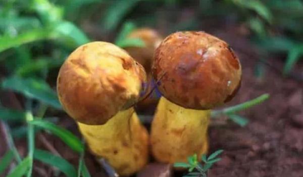 新鮮牛肝菌怎么保存 牛肝菌怎么泡發(fā)