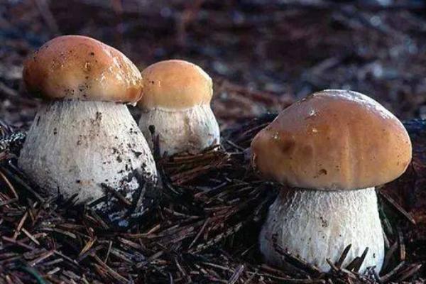 牛肝菌有毒嗎 牛肝菌為什么會中毒