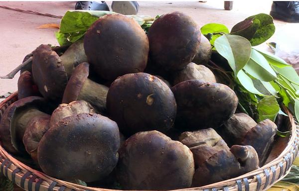 孕婦可以吃牛肝菌嗎 牛肝菌不能和什么一起吃