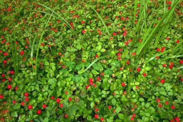 蛇莓市場價格多少錢一斤 蛇莓是什么