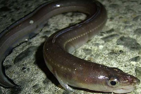 鰻魚是海鮮嗎 鰻魚刺多嗎