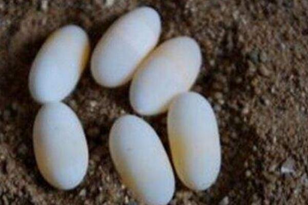 烏龜蛋能吃嗎 吃烏龜蛋有什么好處