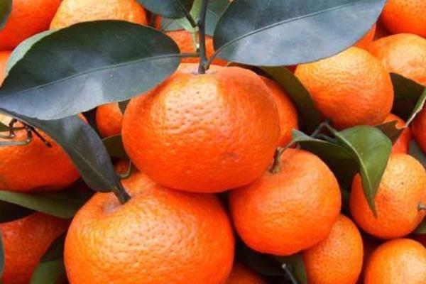 沙糖桔產地在哪里 沙糖桔是什么季節的水果