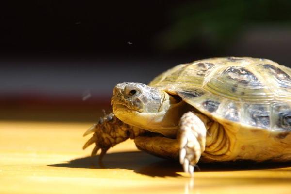 地烏龜養殖技術 地烏龜的養殖方式