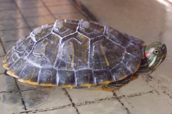 地烏龜養殖技術 地烏龜的養殖方式