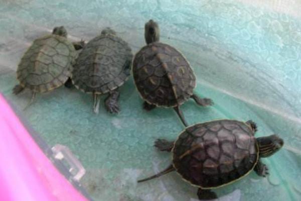 地烏龜養殖技術 地烏龜的養殖方式