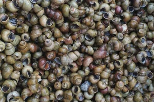 田螺剪尾機(jī)有哪些品牌和型號(hào) 田螺剪尾機(jī)怎么使用