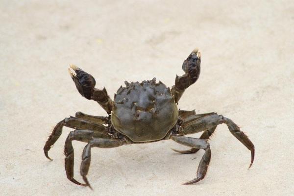 養螃蟹喂什么 稻田螃蟹養殖技術