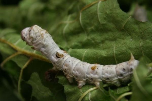 養(yǎng)蠶的效益分析 蠶要怎么養(yǎng)才好