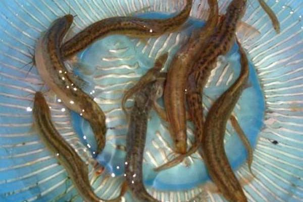 養泥鰍的池子怎么建 泥鰍養殖方法