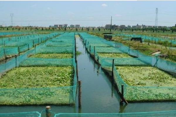 養(yǎng)泥鰍的池子怎么建 泥鰍養(yǎng)殖方法