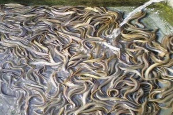 養(yǎng)泥鰍的池子怎么建 泥鰍養(yǎng)殖方法