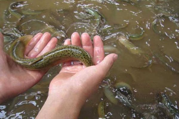 養(yǎng)泥鰍的池子怎么建 泥鰍養(yǎng)殖方法