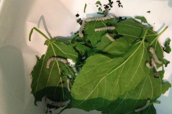 養蠶的效益分析 蠶要怎么養才好